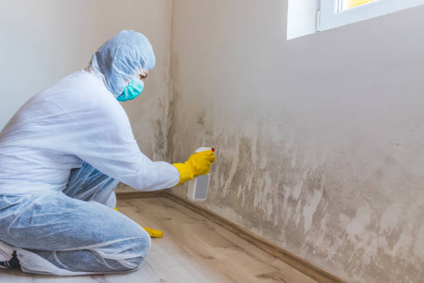 Professional mold removal team in Westport