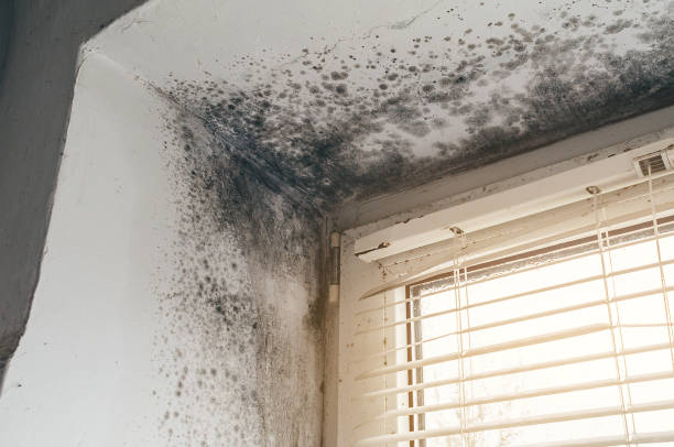 Mold Removal service in Westport